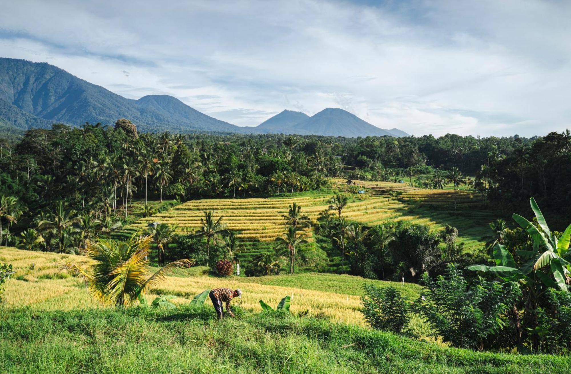 Oemah Tepi Sawah Villa Jatiluwih Bagian luar foto